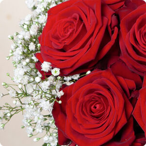 Bouquet de roses rouges coup de foudre 123fleurs comparaison de fleurs bloomyrama