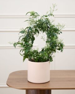 jasmin jess cache pot en plus livraison plantes bergamotte comparateur de fleurs bloomyrama