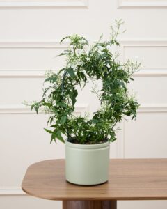 jasmin jess cache pot livraison plantes bergamotte comparateur de fleurs bloomyrama