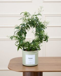 jasmin jess cache pot en plus livraison plantes bergamotte comparaison de fleurs bloomyrama