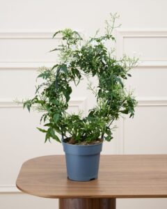 jasmin jess cache pot en plus livraison plantes bergamotte comparatif de fleurs bloomyrama