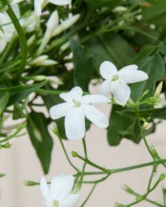 jasmin jess livraison plantes bergamotte comparateur de fleurs bloomyrama