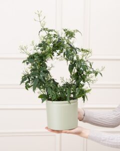 jasmin jess cache pot en plus livraison plantes bergamotte comparateur bloomyrama