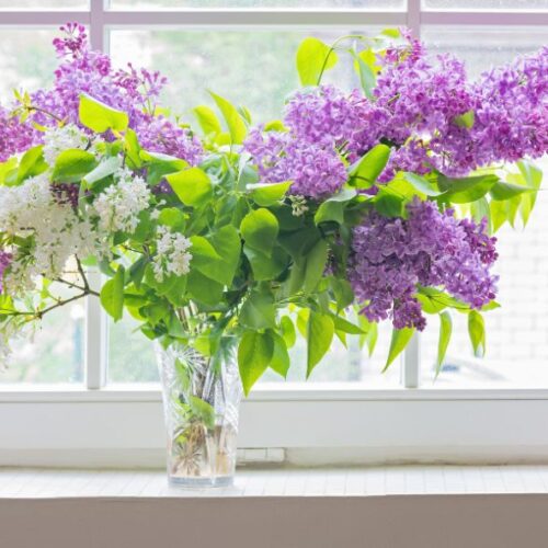 Le lilas, messager du printemps